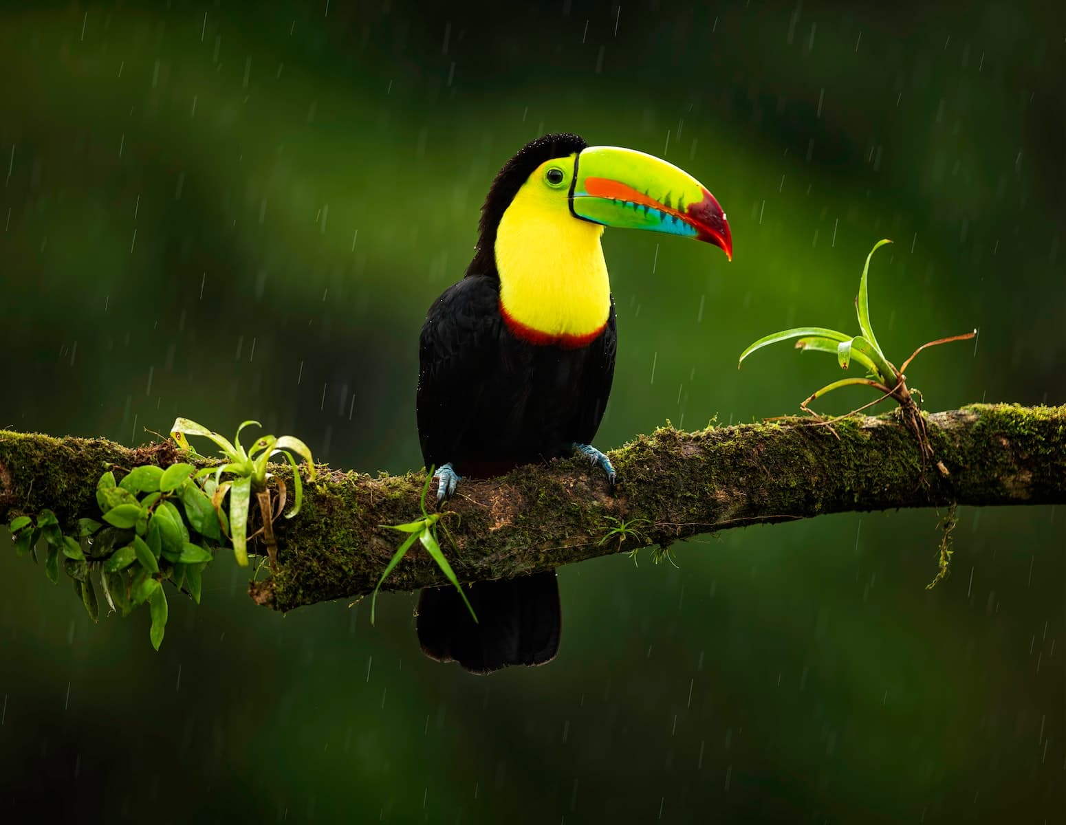 Animal Diversity in Costa Rica: An Overview