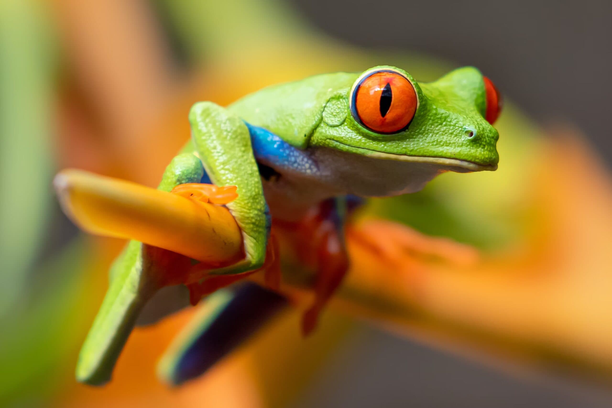 Costa Rican Slang 101: Some Tico Words Everyone Should Know