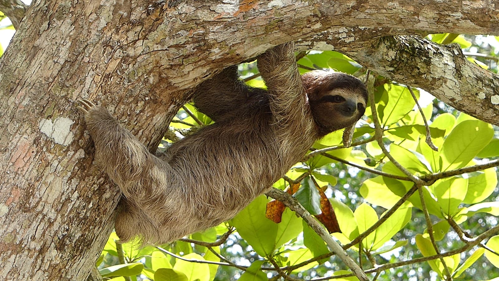 Sloths are Awesome! (a poem)